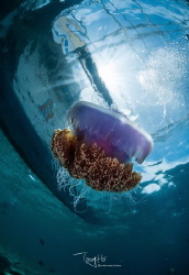 Crown jellyfish by Tony Ho 